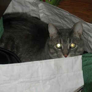 Meet your Posher, Tracy