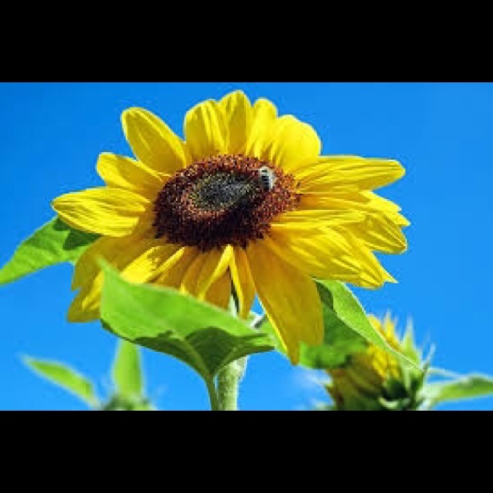 Meet your Posher, Millicent