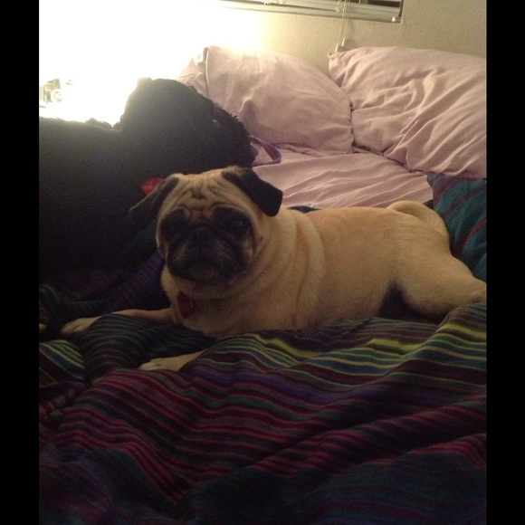 Meet your Posher, Laurel