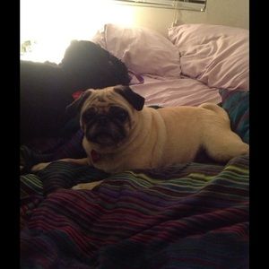 Meet your Posher, Laurel