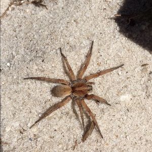 Meet your Posher, Patrick