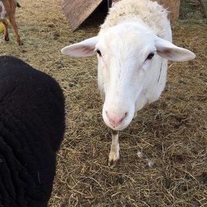 Meet your Posher, Rosie