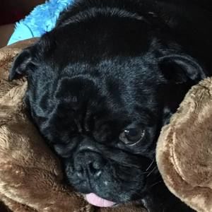 Meet your Posher, Shannon