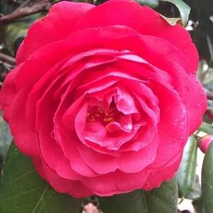 Meet your Posher, Juliana