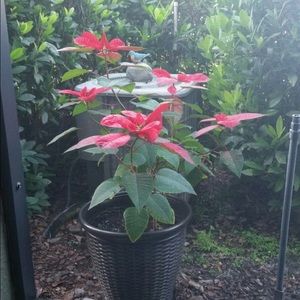 Meet your Posher, Marilyn