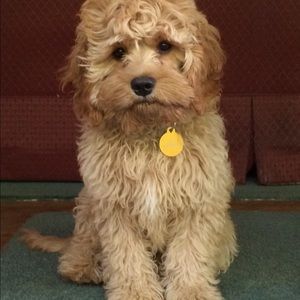 Meet your Posher, Peggy