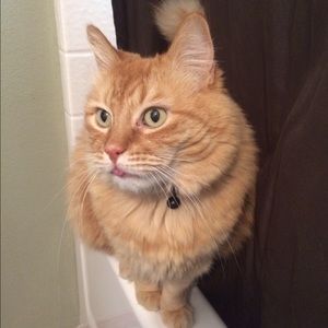 Meet your Posher, Kelli