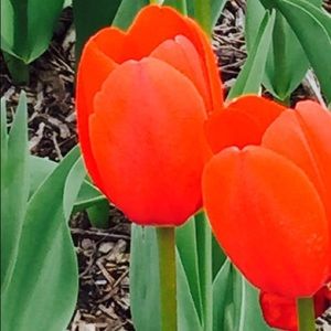 Meet your Posher, Xiaoxu