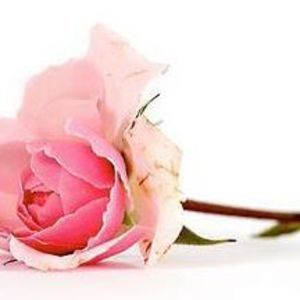 Meet your Posher, Rosie