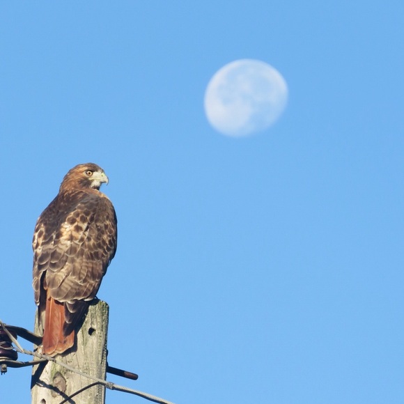 • Meet the posher • - Picture 6 of 7