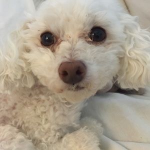 Meet your Posher, Gracely