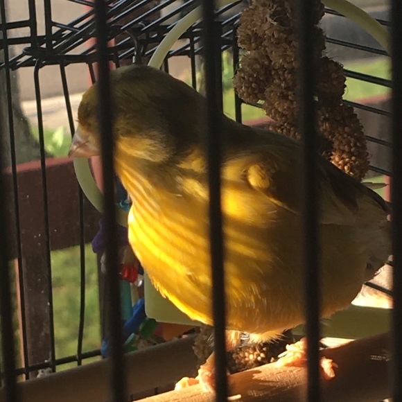 Meet My Canary DOONEY!