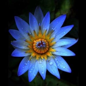 Meet your Posher, Manal