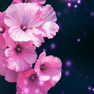 Meet your Posher, Ana