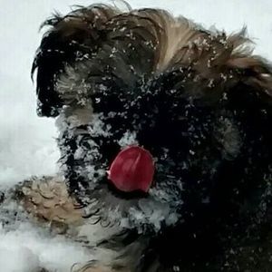 Meet your Posher, Shari