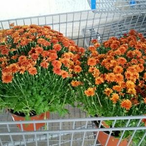 Meet your Posher, Rhonda