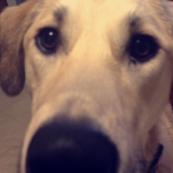 Meet your Posher, Tammy - Picture 1 of 1