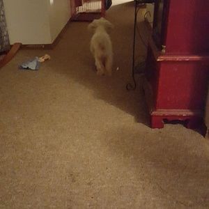 Meet your Posher, Dee dee