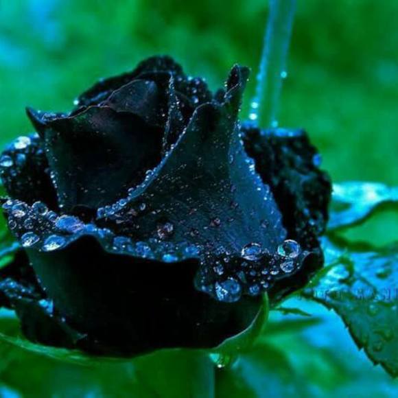 Meet your Posher, Stefania