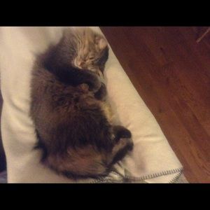 Meet your Posher, Lilly