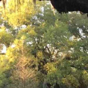 Meet your Posher, Boris