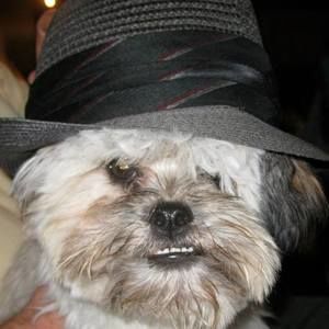 Meet your Posher, Penny