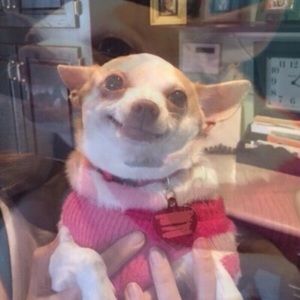 Meet your Posher, Morgan