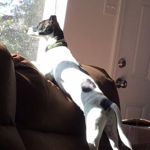 Meet your Posher, Amber