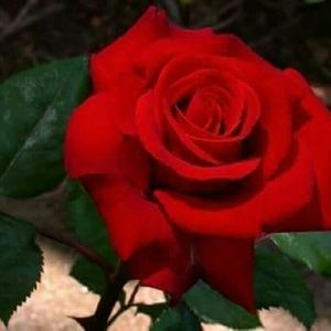 Meet your Posher, Tamara