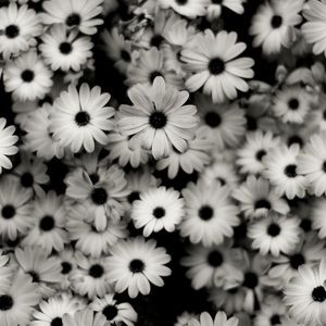 Meet your Posher, Riley