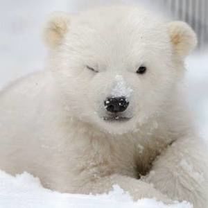 Meet your Posher, Carrie