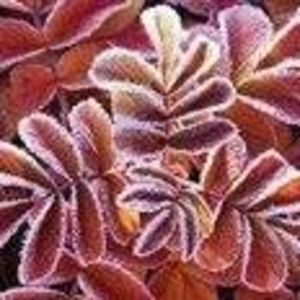 Meet your Posher, Kerry-ann