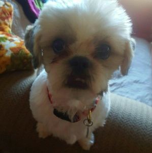 Meet your Posher, Lisa