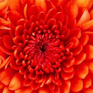 Meet your Posher, Jody-rashell