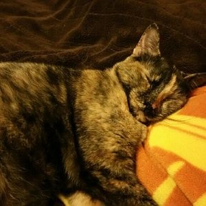 Meet your Posher, Lacey