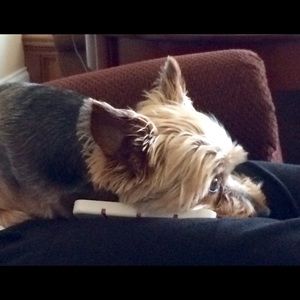 Meet your Posher, Bonnie