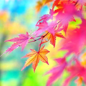 Meet your Posher, Autumn