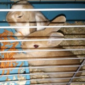 Meet your Posher, Londi