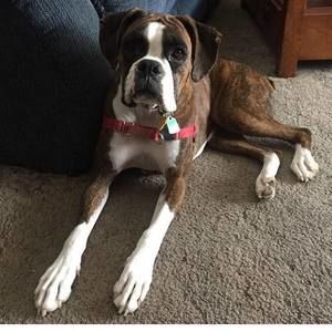 Meet your Posher, Dan