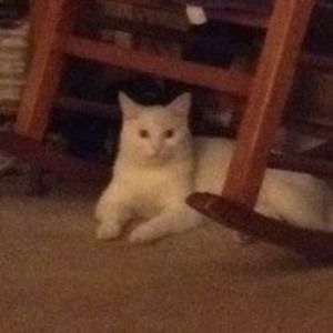 Meet your Posher, Betty