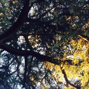 Meet your Posher, Amaya