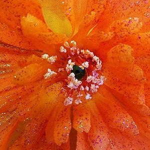 Meet your Posher, Nelly