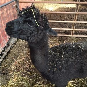 Meet your Posher, Christin