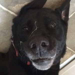 Meet your Posher, Ben