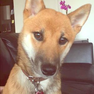 Meet your Posher, Jessica, doggie mom to Monet 🐶