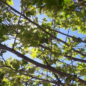 Meet your Posher, Alexia