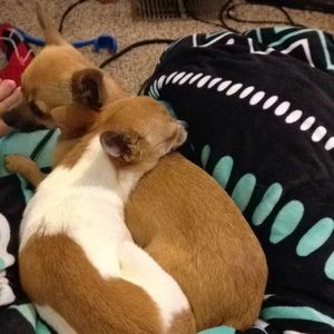 Meet your Posher, Cheyenne