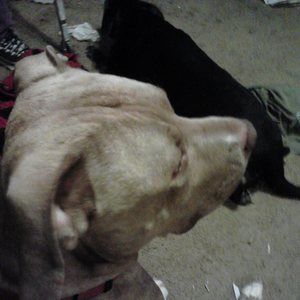 Meet your Posher, Charlotte