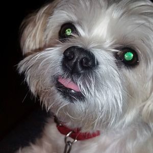 Meet your Posher, Bridget