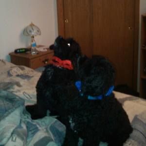 Meet your Posher, Kari